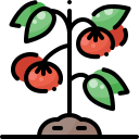 004-tomato